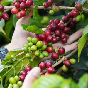 What Makes GESHA Coffee So Special?