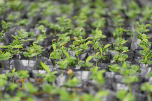 Close-up of Cinco Cielos young gesha coffee plants in seedling trays with a blurred background